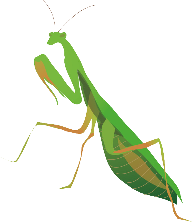 Mantis Transparent PNG Image