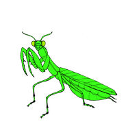 Mantis PNG