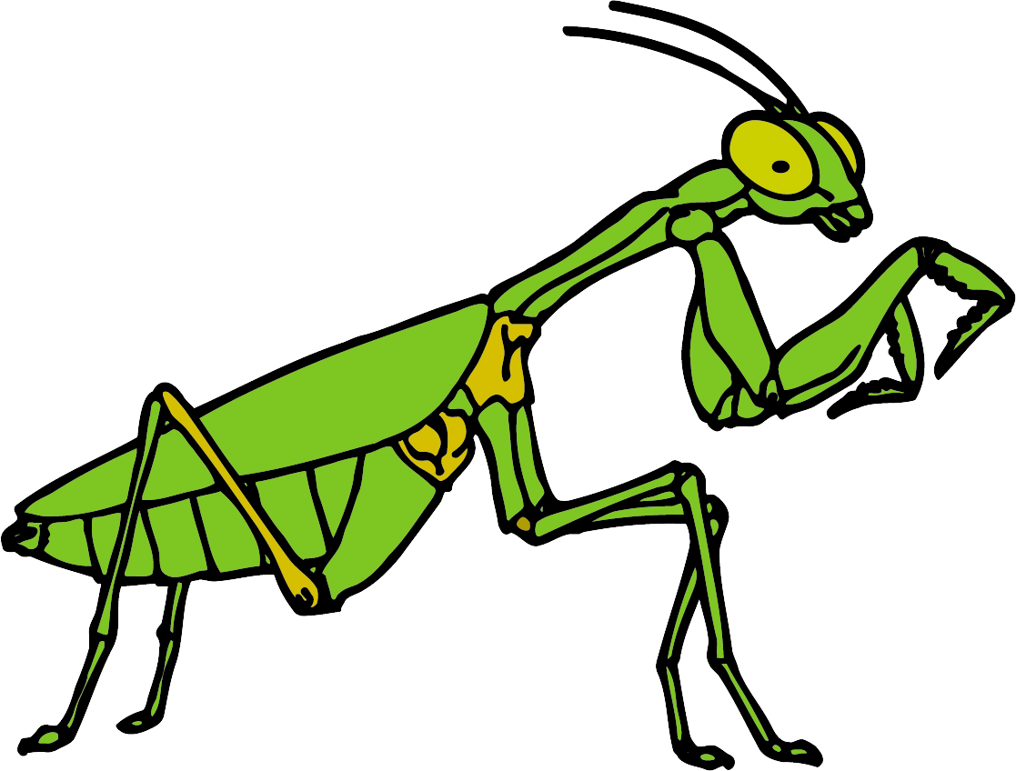 Mantis Transparent PNG Image