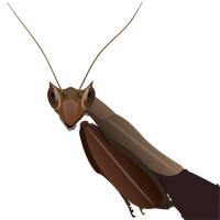 Mantis PNG