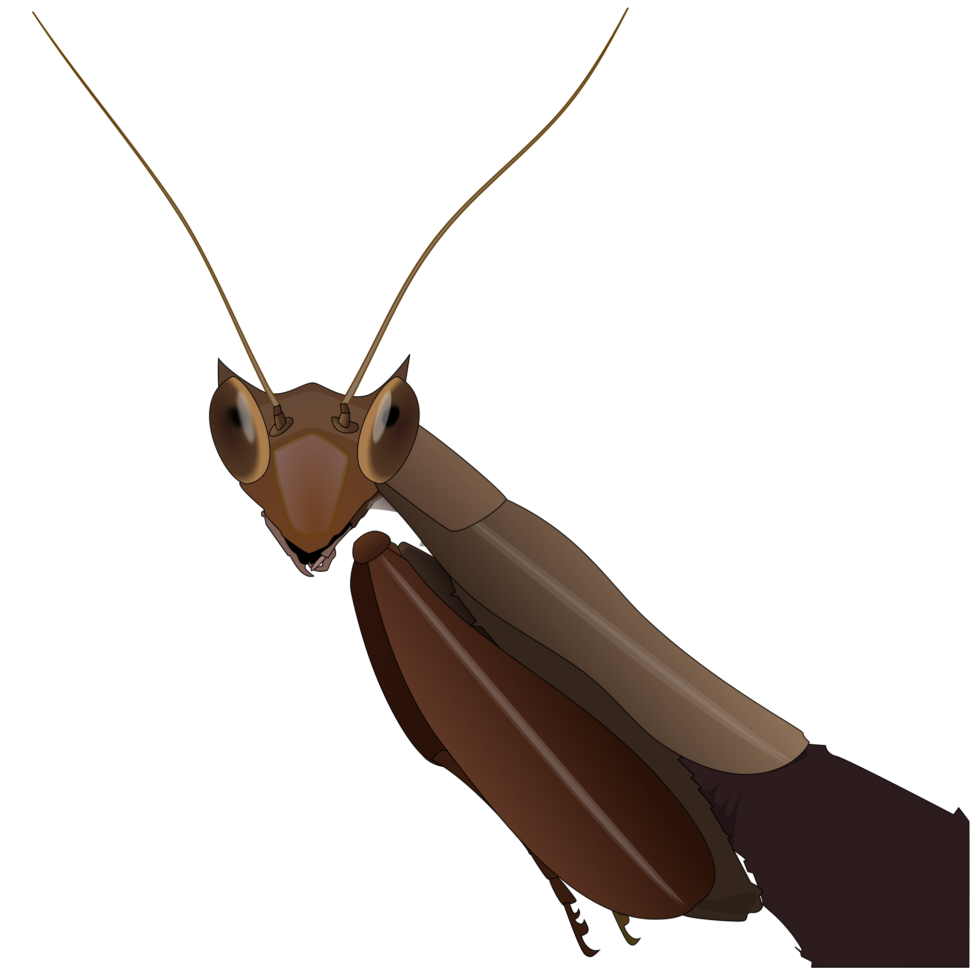 Mantis Transparent PNG Image