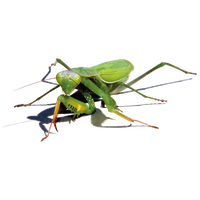 Mantis PNG
