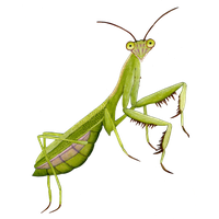 Mantis PNG