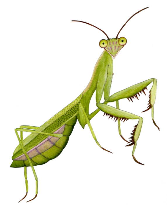 Mantis Transparent PNG Image