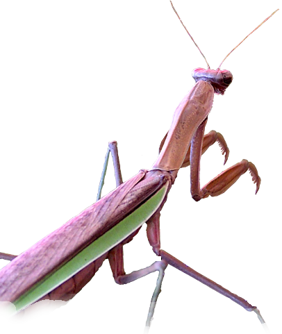 Mantis Transparent PNG Image