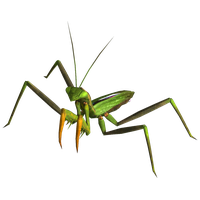 Mantis PNG