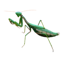 Mantis PNG