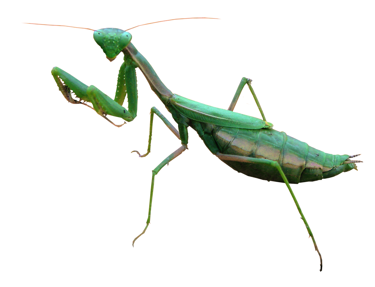 Mantis Transparent PNG Image