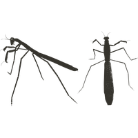Mantis PNG