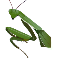 Mantis PNG