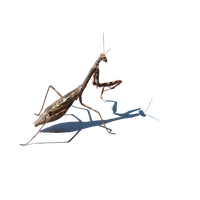 Mantis PNG