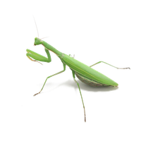 Mantis PNG
