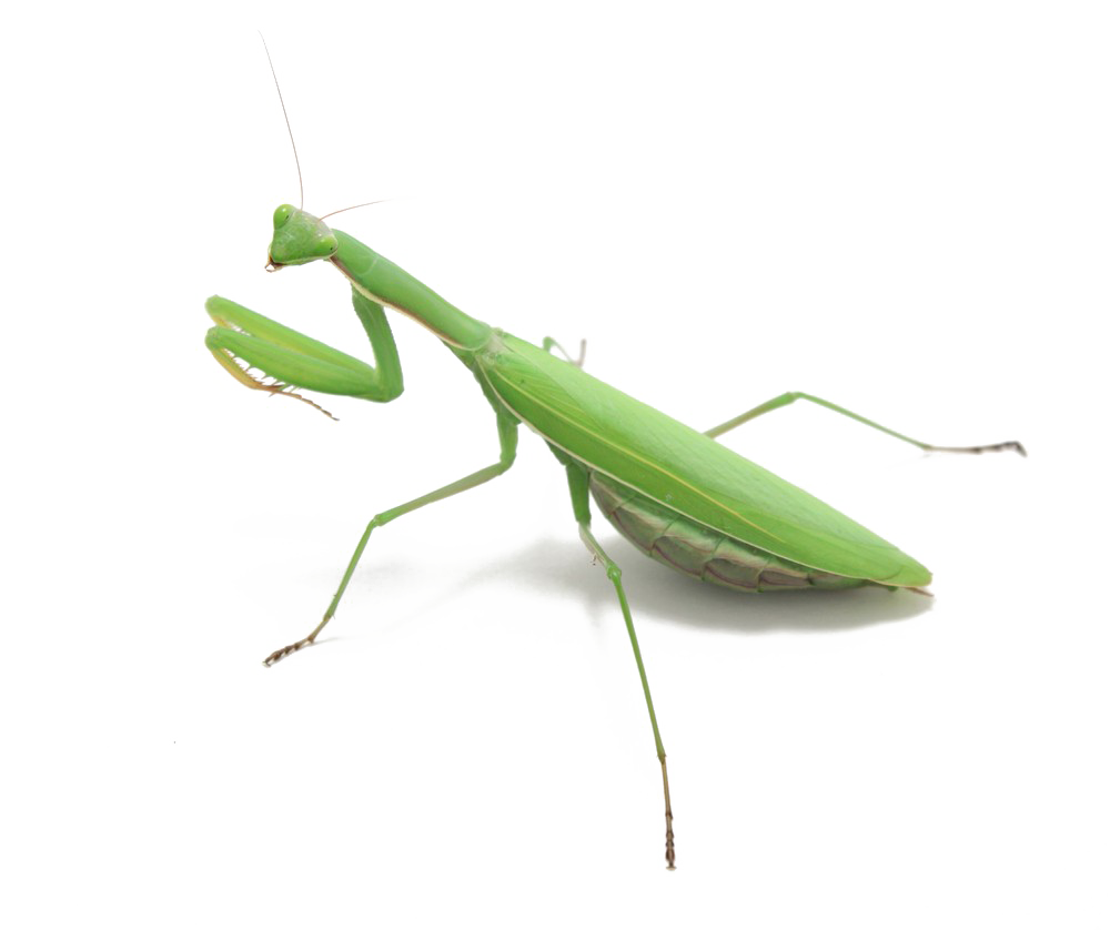 Mantis Transparent PNG Image