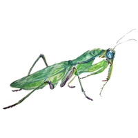 Mantis PNG