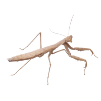Mantis PNG