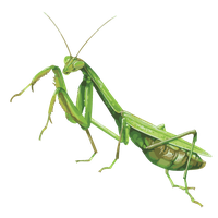 Mantis PNG