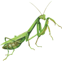 Mantis PNG