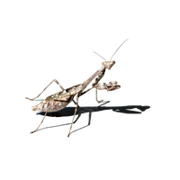 Mantis PNG