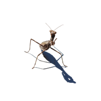 Mantis PNG