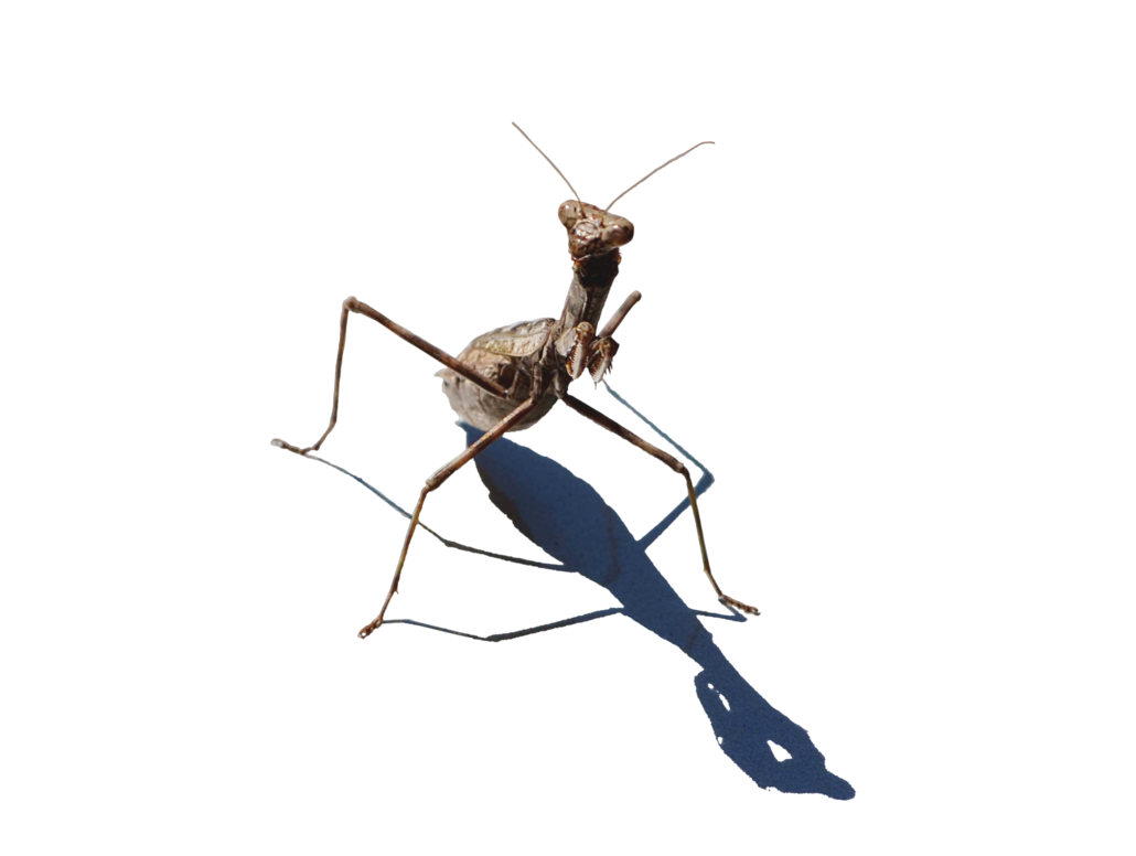 Mantis Transparent PNG Image