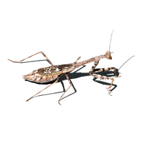 Mantis PNG