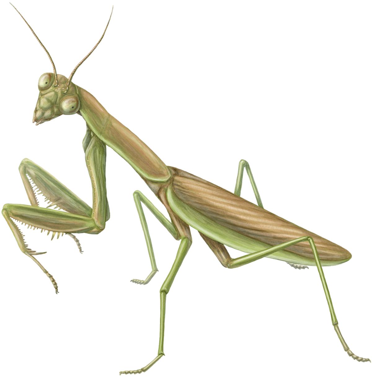 Mantis Transparent PNG Image