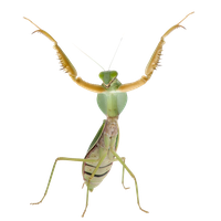 Mantis PNG