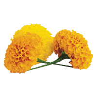 Download Marigold Free PNG photo images and clipart | FreePNGImg