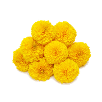 Marigold Transparent Background PNG Image