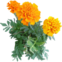 Marigold Image PNG Image