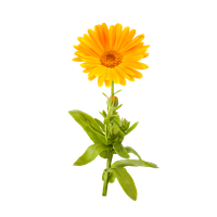 Marigold Picture PNG Image