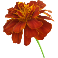 Marigold Photos PNG Image