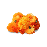 Marigold Transparent Image PNG Image