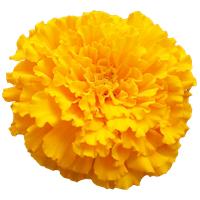 Marigold Photo PNG Image