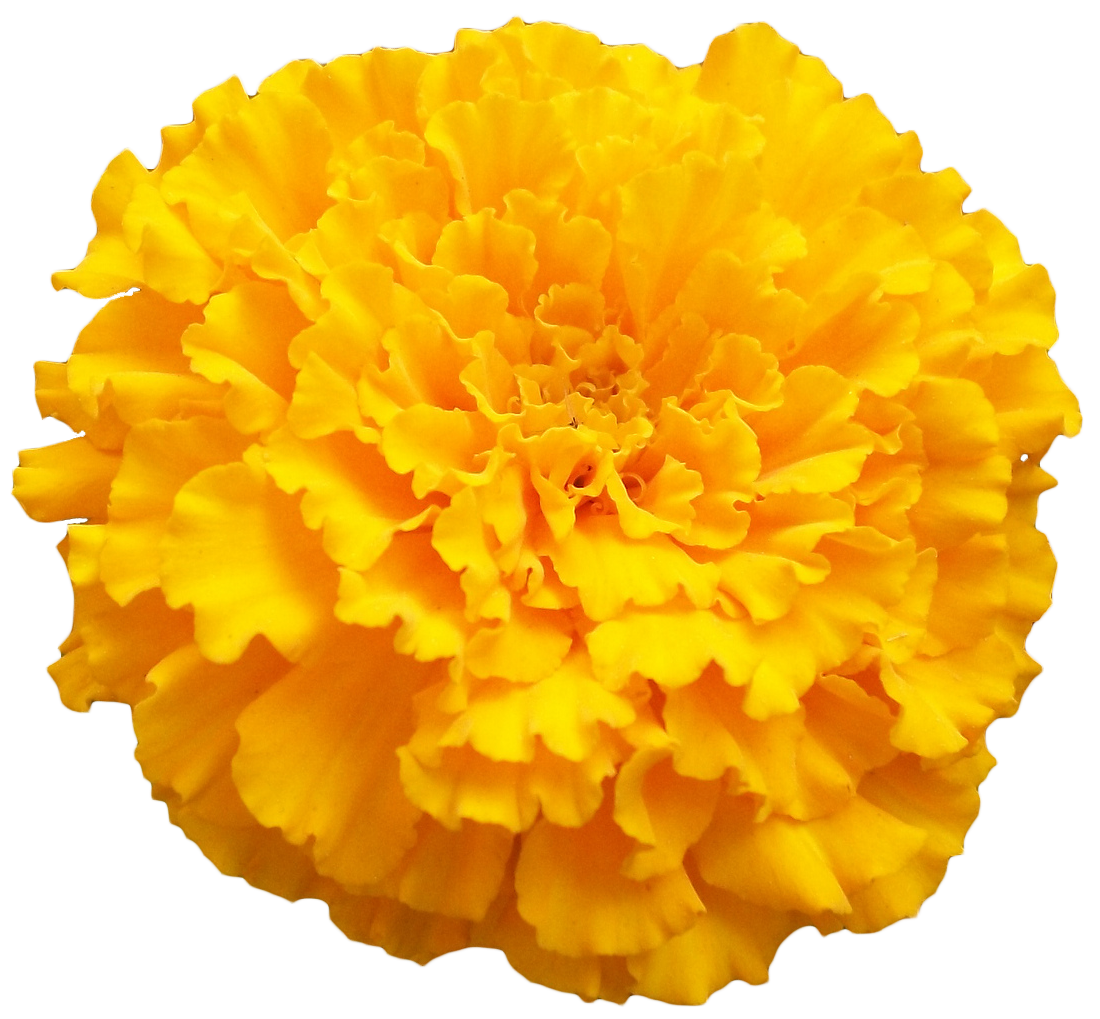 Download Marigold Photo HQ PNG Image FreePNGImg