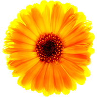 Marigold Free Download PNG Image