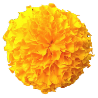 Marigold PNG Image