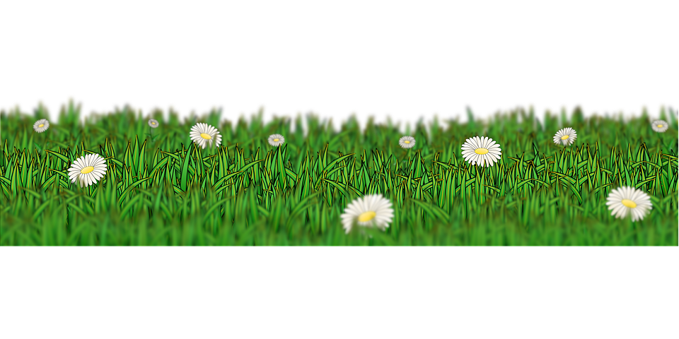 Field Meadow Free Transparent Image HD PNG Image
