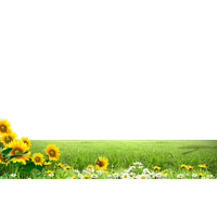Meadow Greenscape Download HD PNG