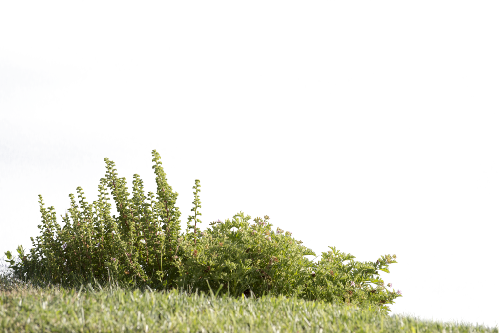 Meadow Download HQ Transparent PNG Image