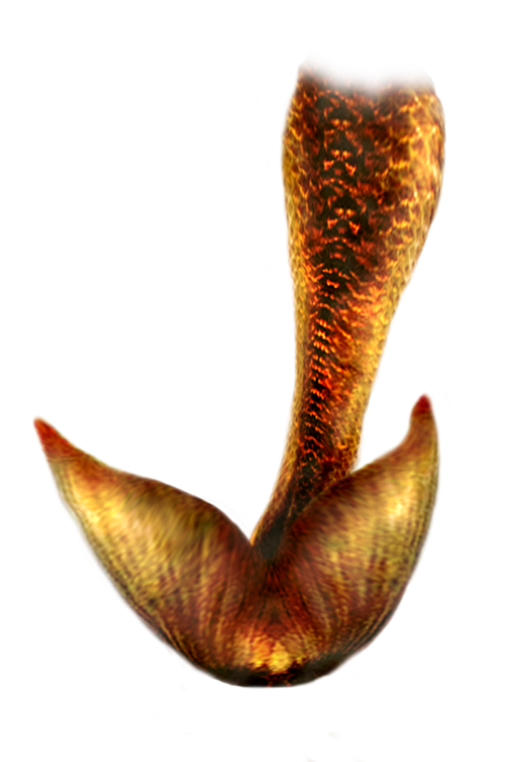 Mermaid Tail Png Hd PNG Image