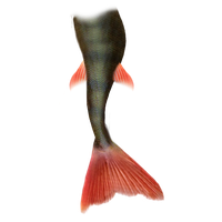 Mermaid Tail Png File Transparent HQ PNG Download | FreePNGImg