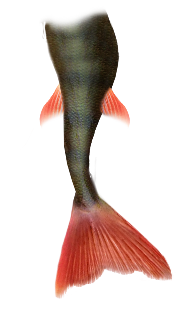 Mermaid Tail , fish tail transparent background PNG clipart