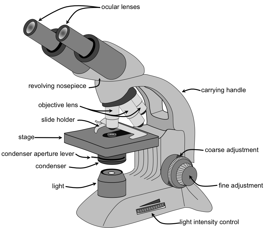 Microscope Basic Free Download Image PNG Image