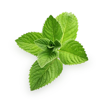 download mint free png photo images and clipart freepngimg download mint free png photo images and