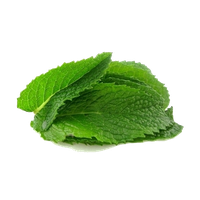 download mint free png photo images and clipart freepngimg download mint free png photo images and