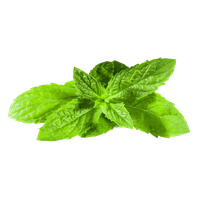 download mint free png photo images and clipart freepngimg download mint free png photo images and