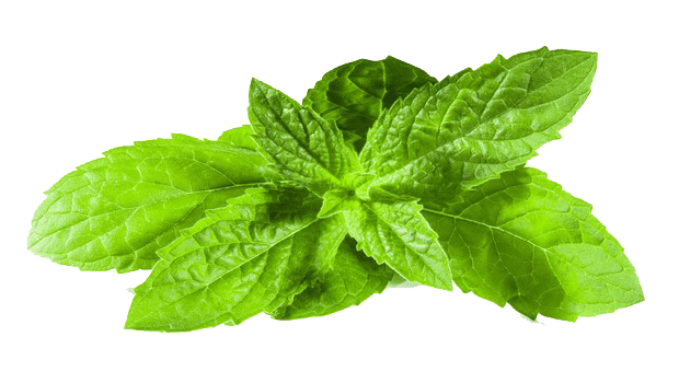 Mint Transparent Image Transparent PNG Image