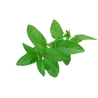 download mint free png photo images and clipart freepngimg download mint free png photo images and