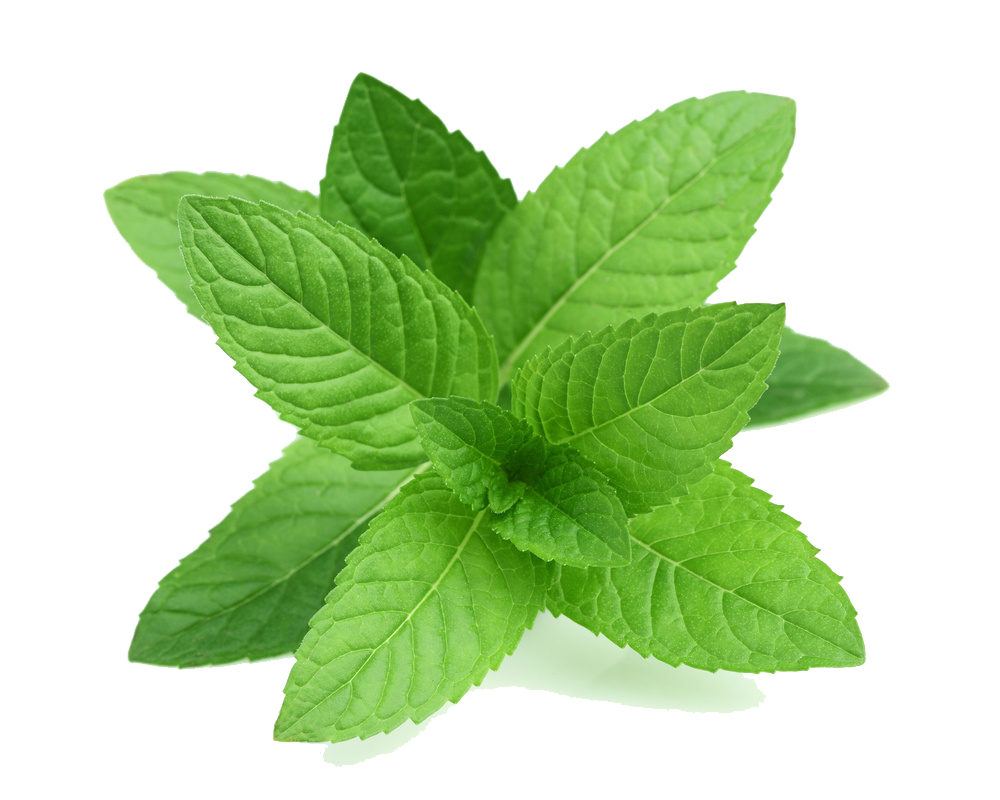 Mint Transparent Picture PNG Image